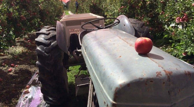 Apple Picking in Stanthorpe